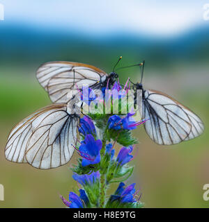 Drei weiße und schwarze gestreifte Schmetterlinge auf blaue Blume. Sommer Hintergrund mit Schmetterling. Stockfoto