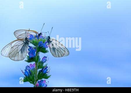 Drei weiße Schmetterlinge auf Blumen auf blauem Himmelshintergrund. Sommer Hintergrund mit Schmetterling. Kopieren Sie Raum. Stockfoto