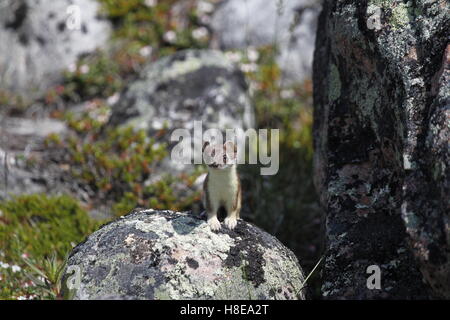 Adorable stoat oder short-tailed Weasel steht auf einem Felsen und starrte vor Stockfoto