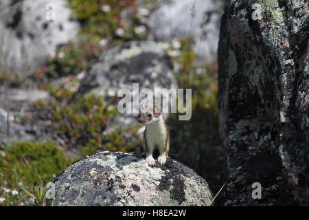 Adorable stoat oder short-tailed Weasel stehend auf einem Felsen während der Jagd Stockfoto