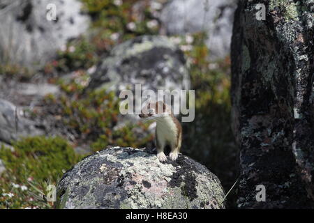 Süße kleine stoat oder short-tailed Weasel stehend auf einem Felsen Stockfoto