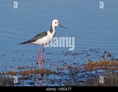 Die Stelzenläufer, gemeinsame Stelzenläufer oder Pied Stelzenläufer (Himantopus Himantopus), ist eine weit verbreitete, sehr langbeinige Watvogel. Stockfoto