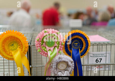 Barnard Castle - Meisterschaft Katzenausstellung in 2016. Rosetten. Stockfoto