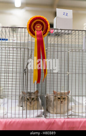 Barnard Castle - Meisterschaft Katzenausstellung in 2016. Stockfoto