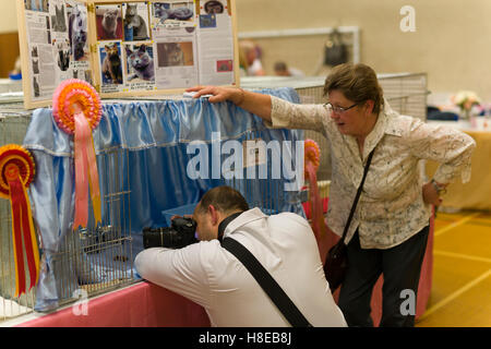 Barnard Castle - Meisterschaft Katzenausstellung in 2016. Fotograf bei der Arbeit. Stockfoto