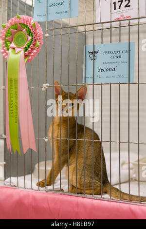 Barnard Castle - Meisterschaft Katzenausstellung in 2016. Stockfoto