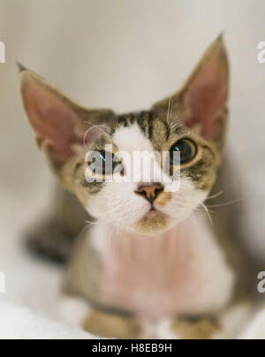 Barnard Castle - Meisterschaft Katzenausstellung in 2016. Stockfoto