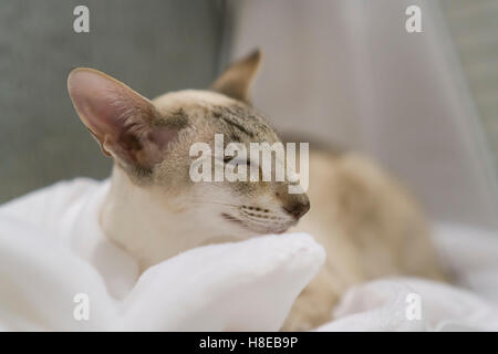 Barnard Castle - Meisterschaft Katzenausstellung in 2016. Stockfoto