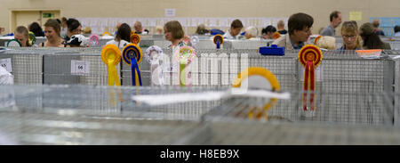 Barnard Castle - Meisterschaft Katzenausstellung in 2016. Stockfoto