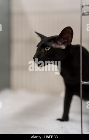 Barnard Castle - Meisterschaft Katzenausstellung in 2016. Stockfoto