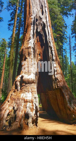 Mammutbaum, Calaveras große Bäume Staaten Park, Sierra Nevada, Kalifornien Stockfoto