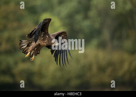 White tailed Eagle / Seeadler (Haliaeetus Horste), junge Greifvogel, mächtige Flug vor dem Waldrand. Stockfoto