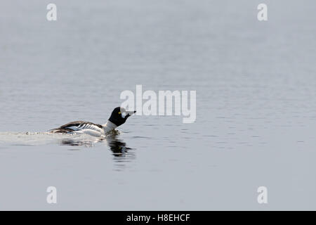 GoldenEye (Bucephala Clangula), männliche in Zucht Kleid, Schwimmen, den Hof an einem See in der Entfernung, Schweden, Scandinavia. Stockfoto