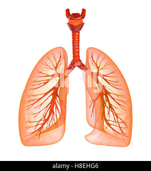 Menschliche Lunge und Luftröhre. Medizinisch genaue 3D-Illustration Stockfoto