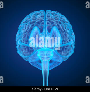 Menschliche Gehirn Röntgen-Scan, medizinisch genaue 3D-Illustration Stockfoto