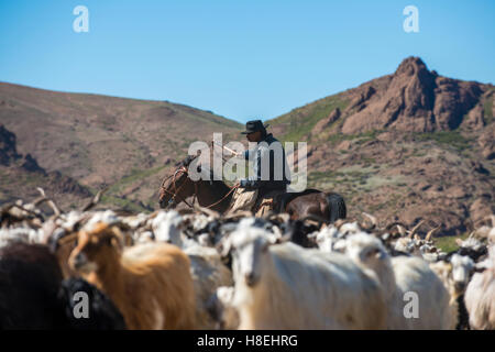 Gaucho auf Pferde hüten Ziegen entlang Route 40, Argentinien, Südamerika Stockfoto