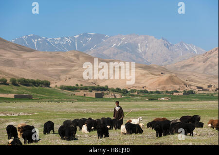 Ein Junge bringt seine Ziegen grasen in Bamiyan Provinz, Afghanistan, Asien Stockfoto