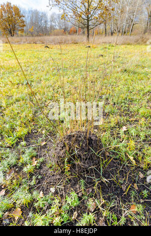 Klumpen Erde genannt Maulwurfshügel, verursacht durch ein Maulwurf in einem Feld im Herbst Stockfoto