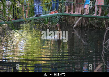 Krokodil aus dem Wasser springen und Fütterung in Timber Creek Campingplatz Australien Stockfoto