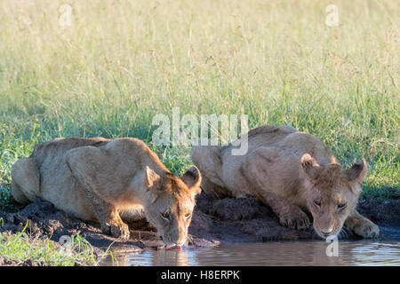 Löwe (Panthera Leo) jungen trinken an einer Wasserstelle in der Masai Mara National Reserve, Kenia Stockfoto