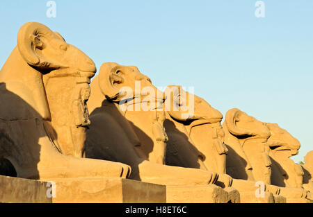 Allee der Widderköpfige Sphingen am Bezirk von Amun-Re in Karnak-Tempel-Komplex in der Nähe von Luxor, Ägypten, Nordafrika Stockfoto