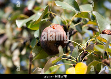 faule Birne auf dem Baum Stockfoto