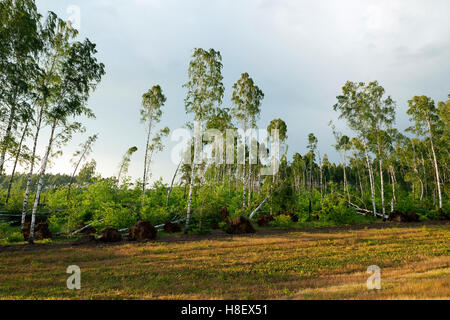 gebrochene Birke nach einem Sturm Stockfoto