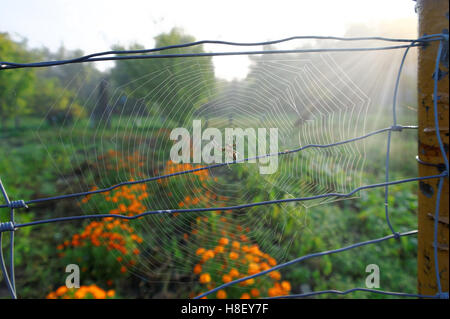 große Spinne in einem Spinnennetz am sonnigen Tag-center Stockfoto