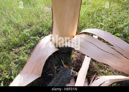 verwittertem Holz gebrochen Stockfoto