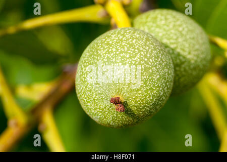 Unreife Nussbaum, close-up Stockfoto