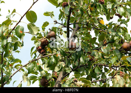 faule Birne auf dem Baum Stockfoto