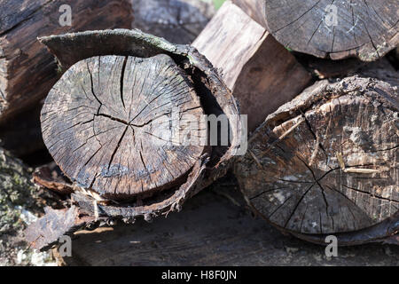 alten verrottenden Protokolle Stockfoto