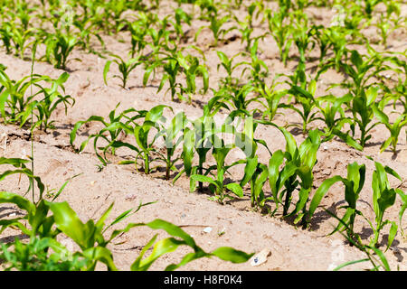 Maispflanzen. Frühling Stockfoto