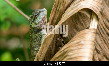 Eidechse mit Stumpf, Calotes Emma auf Banan Leaf, Krabi, Thailand. Stockfoto