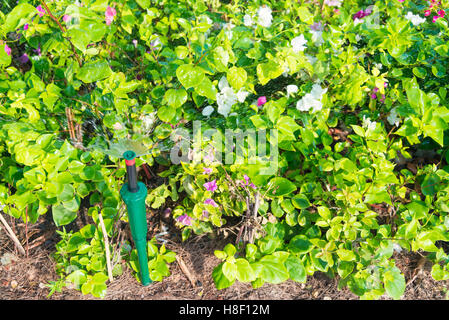 Wasser-Springer im Garten mit Pflanzen und Blumen Stockfoto