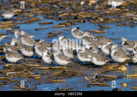 Sanderlinge Calidris Alba Fütterung nach einem Sturm auf angespülten Muscheln Stockfoto