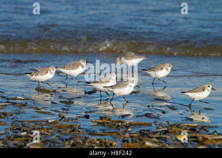 Sanderlinge Calidris Alba Fütterung nach einem Sturm auf angespülten Muscheln Stockfoto