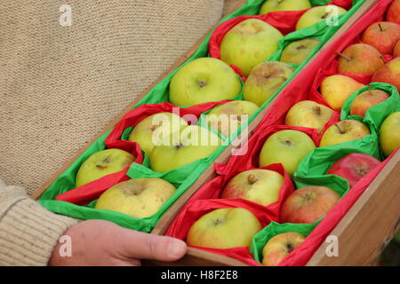 Malus Domestica. Äpfel in Seidenpapier eingewickelt zu helfen rot bereit, während über den Winter Lagerung verhindern, Großbritannien Stockfoto