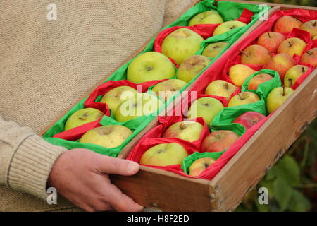 Malus Domestica. Äpfel in Seidenpapier eingewickelt zu helfen rot bereit, während über den Winter Lagerung verhindern, Großbritannien Stockfoto