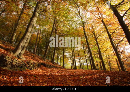 Auf der Suche bis zum Herbst Vordach der Buche (Fagus sylvatica) im oberen Derwent Valley, Derbyshire Peak District National Park England Großbritannien Stockfoto