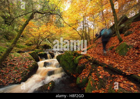 Wanderer auf einem öffentlichen Wanderweg Wyming Bach im Peak District National Park, Sheffield, South Yorkshire England UK - Herbst Stockfoto