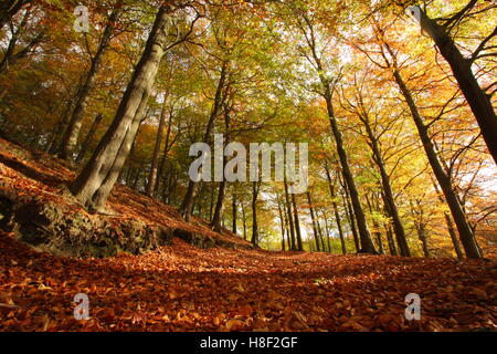 Wanderweg durch gemeinsame Buche (Fagus Sylvatica) Wald in volle Herbstfärbung, Peak District, Derbyshire, England UK Stockfoto