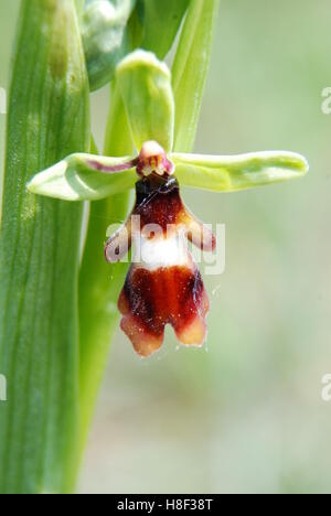 Fliege Orchidee Nahaufnahme (Ophrys insectifera), Großbritannien Stockfoto