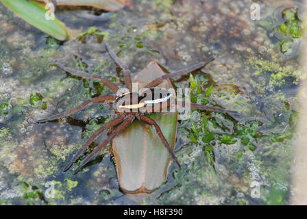 Raft Spinne (Dolomedes Fimbriatus) am Teich bei Arne RSPB Nature Reserve in Dorset, England Stockfoto