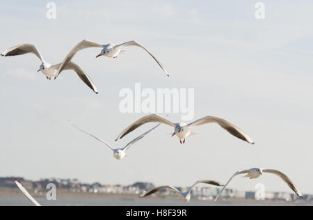 Lachmöwen im Flug (Chroicocephalus Ridibundus) Stockfoto