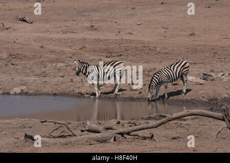 Zebras am Wasserloch Stockfoto
