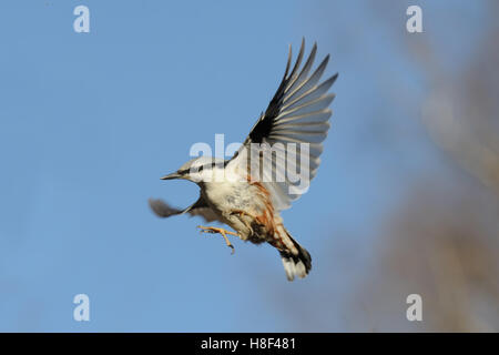 Eurasische Kleiber (Sitta Europaea) im Herbst fliegen. Moscow Region, Russland Stockfoto