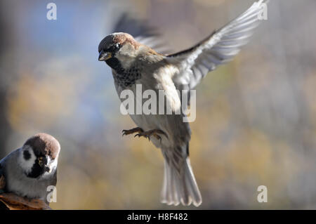 Haussperling (Passer Domesticus) fliegen und sitzen Baum-Spatz (Passer Montanus) Stockfoto