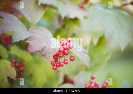 Viburnum Opulus (Guelder Rose), Anzeige von Herbstlaub und unverwechselbaren roten Beeren. Berwick, East Sussex. VEREINIGTES KÖNIGREICH. November. Stockfoto