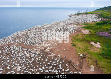 Basstölpel Kolonie auf Bonaventure Island (QC, CA) Stockfoto